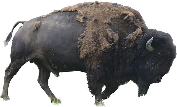 Photo d'un bison mâle
