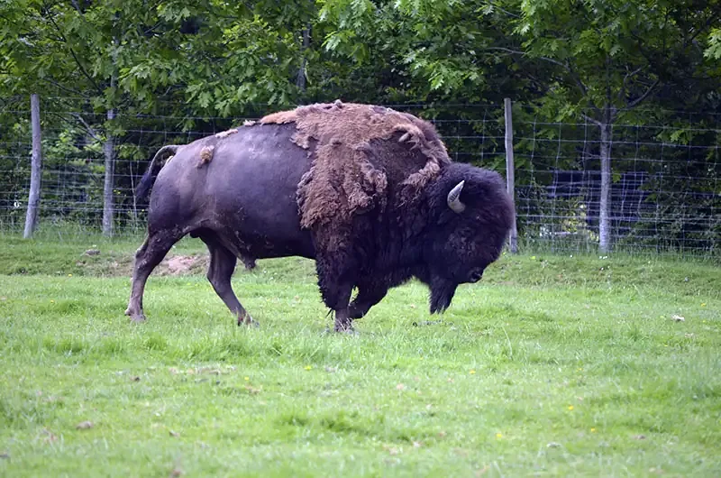 Photo d'un gros bison mâle solitaire