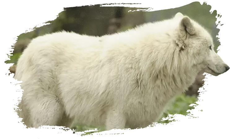 Photo d'un loup gris
