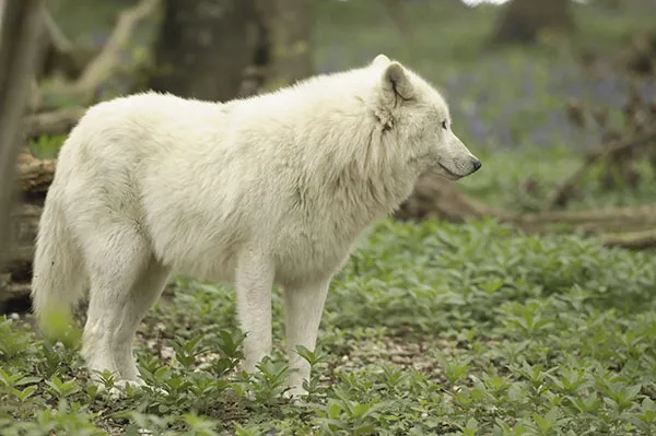 Photo d'un loup blanc